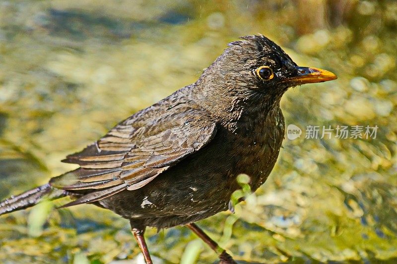 鸟-黑鸟雌Turdus merula正在池塘洗澡。德国拜仁。